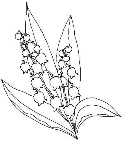 coloriage clochette de muguet